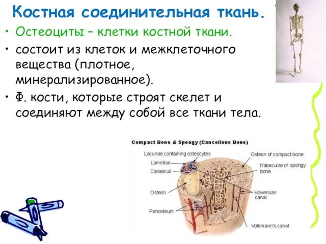 Костная соединительная ткань. Остеоциты – клетки костной ткани. состоит из клеток