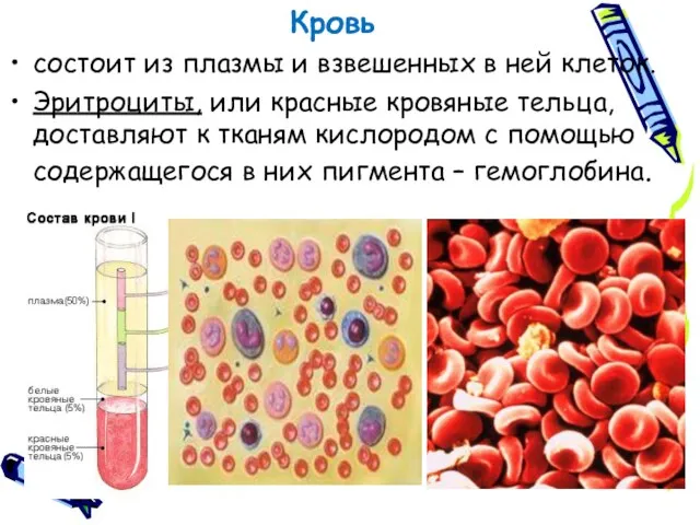 Кровь состоит из плазмы и взвешенных в ней клеток. Эритроциты, или