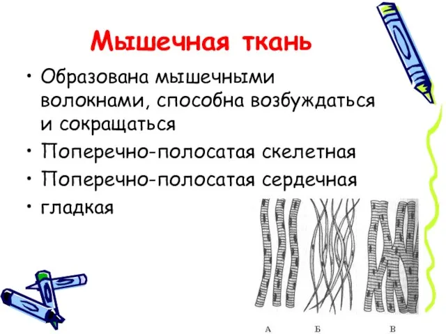 Мышечная ткань Образована мышечными волокнами, способна возбуждаться и сокращаться Поперечно-полосатая скелетная Поперечно-полосатая сердечная гладкая