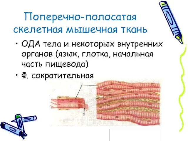 Поперечно-полосатая скелетная мышечная ткань ОДА тела и некоторых внутренних органов (язык,