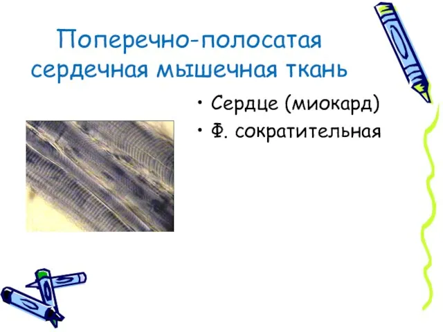 Поперечно-полосатая сердечная мышечная ткань Сердце (миокард) Ф. сократительная