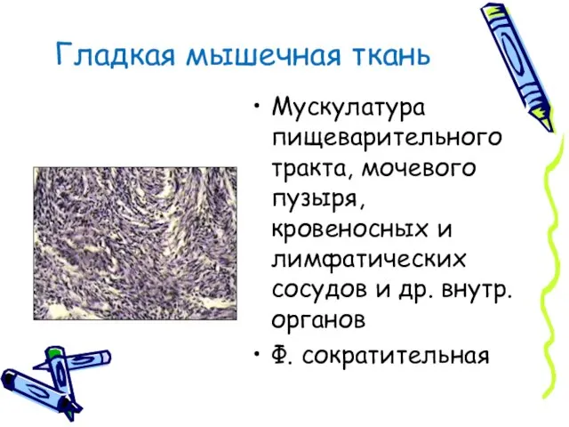 Гладкая мышечная ткань Мускулатура пищеварительного тракта, мочевого пузыря, кровеносных и лимфатических