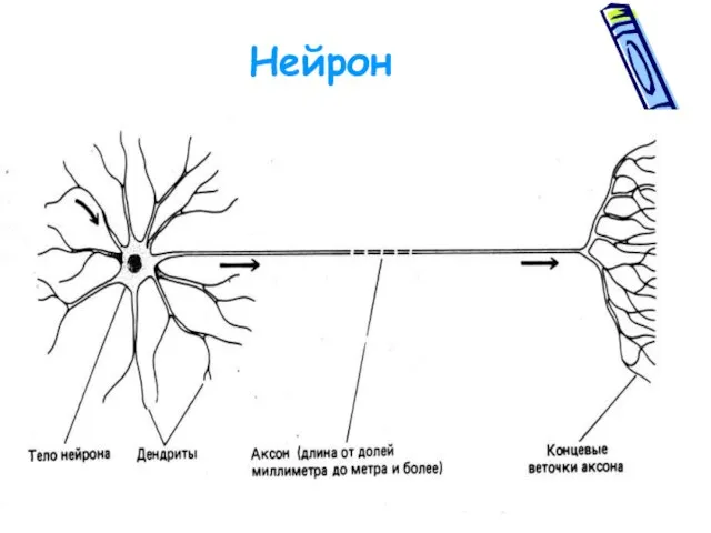 Нейрон