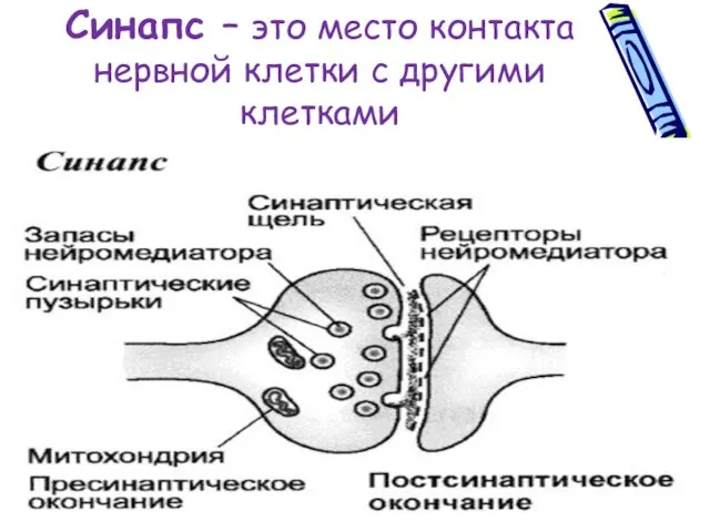 Синапс – это место контакта нервной клетки с другими клетками