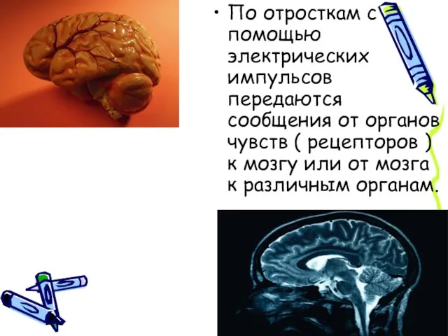 По отросткам с помощью электрических импульсов передаются сообщения от органов чувств