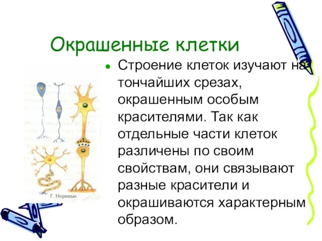 Окрашенные клетки Строение клеток изучают на тончайших срезах, окрашенным особым красителями.