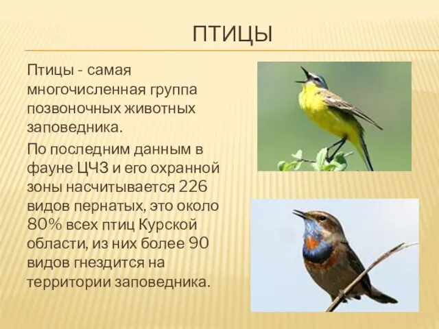 ПТИЦЫ Птицы - самая многочисленная группа позвоночных животных заповедника. По последним