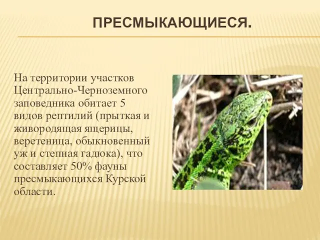 ПРЕСМЫКАЮЩИЕСЯ. На территории участков Центрально-Черноземного заповедника обитает 5 видов рептилий (прыткая