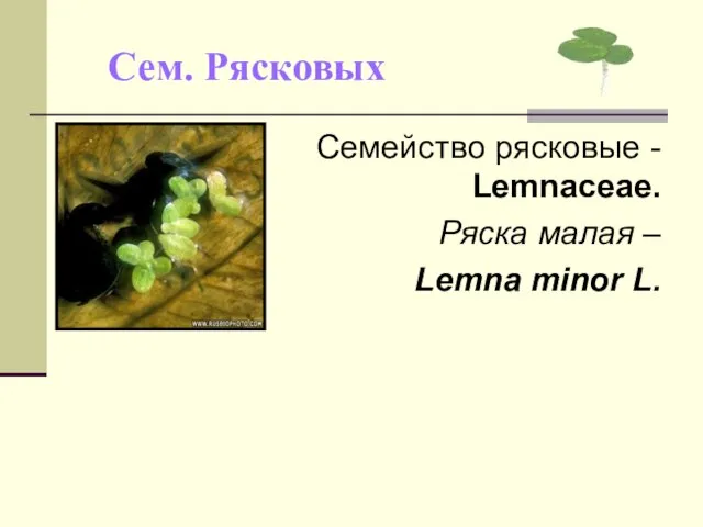 Сем. Рясковых Семейство рясковые - Lemnaceae. Ряска малая – Lemna minor L.