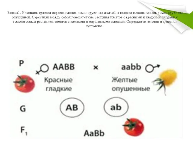 Задача1. У томатов красная окраска плодов доминирует над желтой, а гладкая