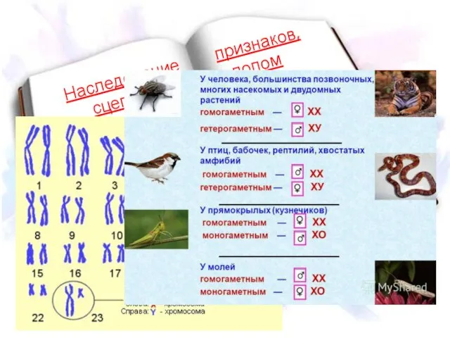 Наследование признаков, сцепленных с полом