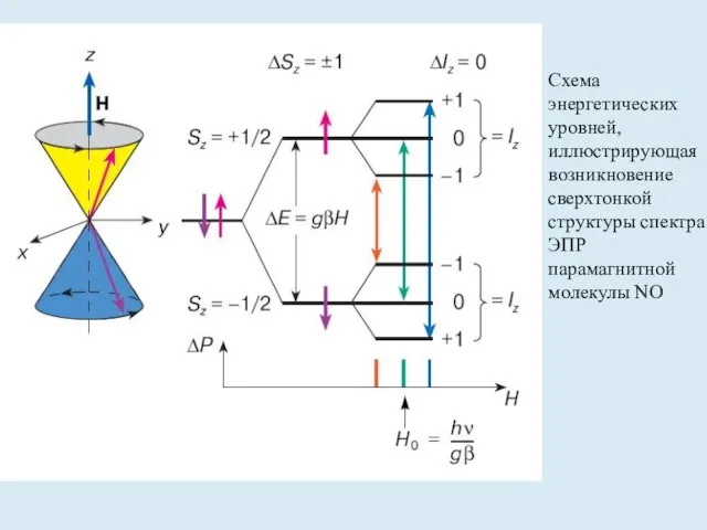 Схема энергетических уровней, иллюстрирующая возникновение сверхтонкой структуры спектра ЭПР парамагнитной молекулы NO