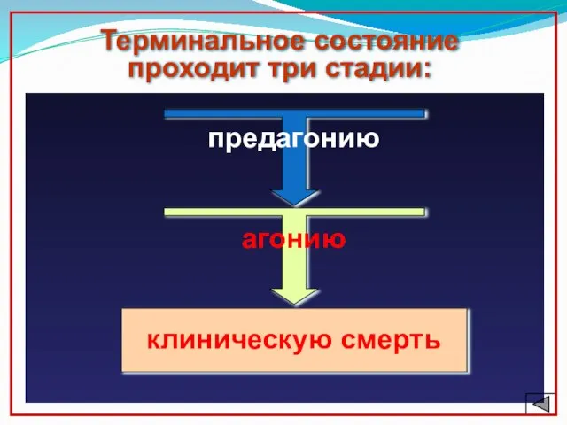 Терминальное состояние проходит три стадии: предагонию агонию клиническую смерть