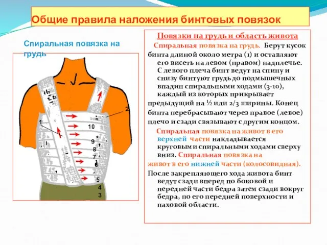 Общие правила наложения бинтовых повязок Повязки на грудь и область живота