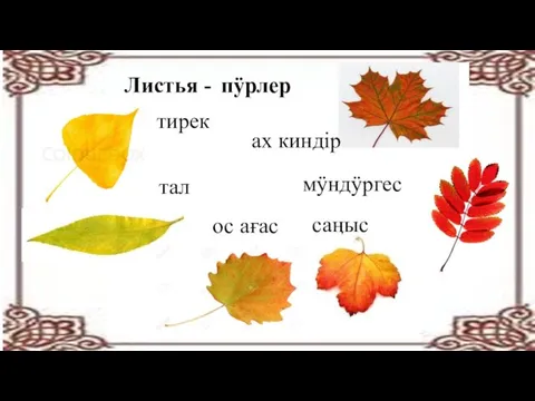 пӱрлер Листья - тирек тал ос ағас ах киндір мӱндӱргес саӊыс