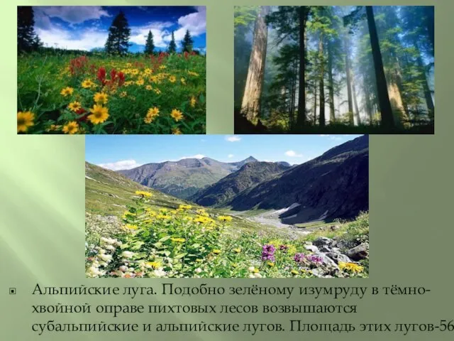 Альпийские луга. Подобно зелёному изумруду в тёмно-хвойной оправе пихтовых лесов возвышаются