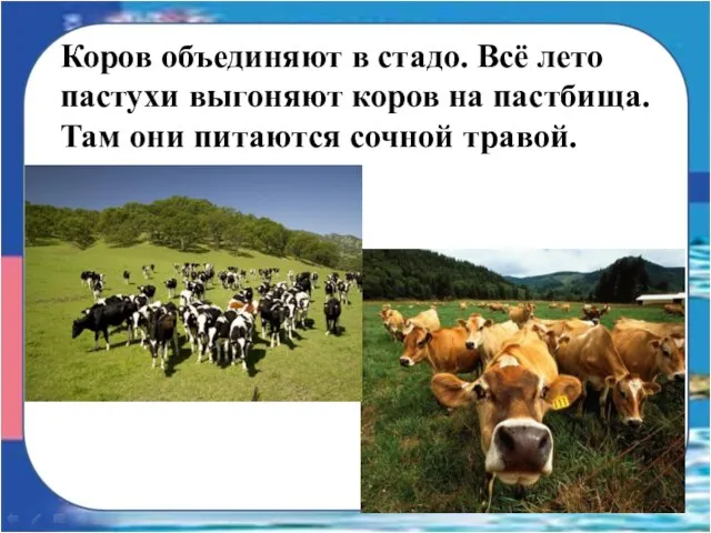 Коров объединяют в стадо. Всё лето пастухи выгоняют коров на пастбища. Там они питаются сочной травой.