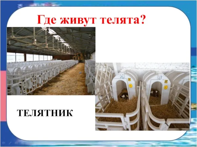 Где живут телята? ТЕЛЯТНИК