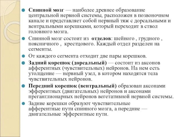 Спинной мозг — наиболее древнее образование центральной нервной системы, расположен в