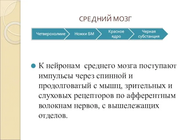 СРЕДНИЙ МОЗГ К нейронам среднего мозга поступают импульсы через спинной и