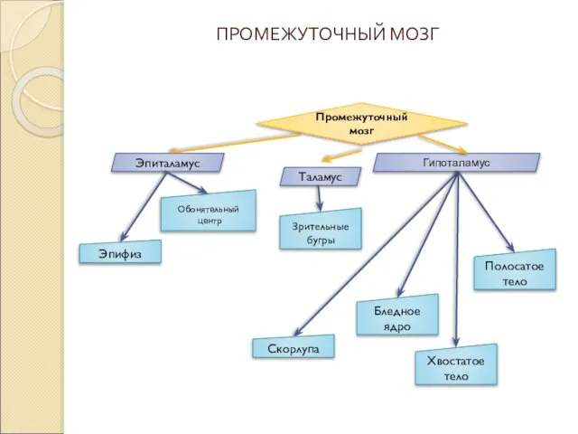 ПРОМЕЖУТОЧНЫЙ МОЗГ Таламус Зрительные бугры Бледное ядро Скорлупа Хвостатое тело Полосатое тело