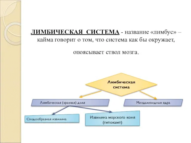 ЛИМБИЧЕСКАЯ СИСТЕМА - название «лимбус» – кайма говорит о том, что