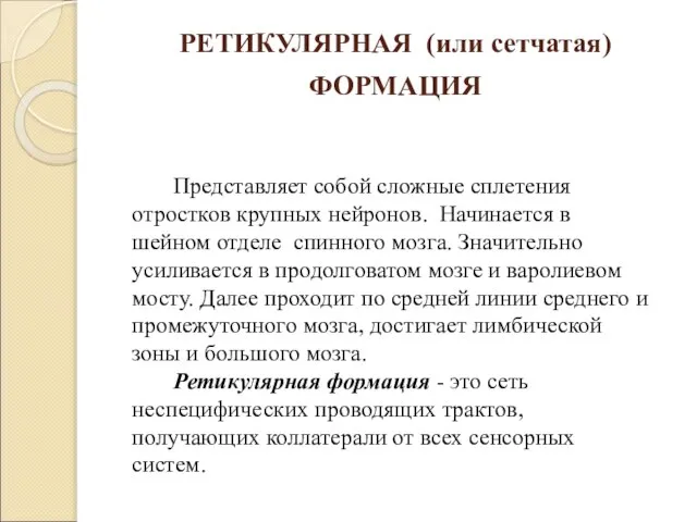 РЕТИКУЛЯРНАЯ (или сетчатая) ФОРМАЦИЯ Представляет собой сложные сплетения отростков крупных нейронов.