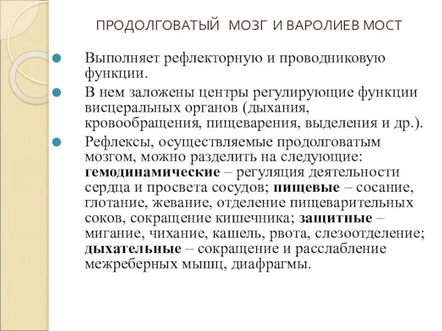 Выполняет рефлекторную и проводниковую функции. В нем заложены центры регулирующие функции