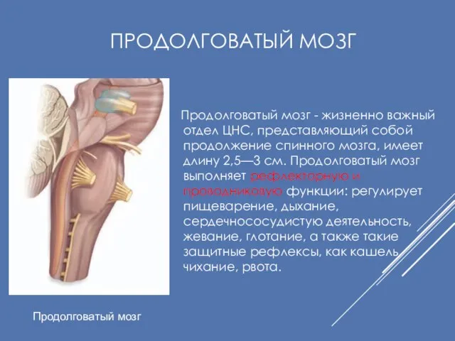 ПРОДОЛГОВАТЫЙ МОЗГ Продолговатый мозг - жизненно важный отдел ЦНС, представляющий собой