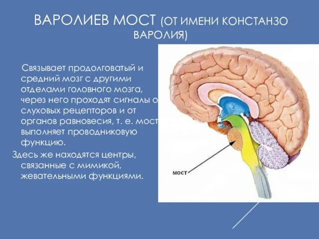 ВАРОЛИЕВ МОСТ (ОТ ИМЕНИ КОНСТАНЗО ВАРОЛИЯ) Связывает продолговатый и средний мозг