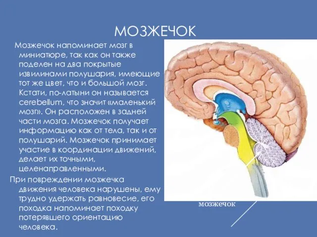 МОЗЖЕЧОК Мозжечок напоминает мозг в миниатюре, так как он также поделен