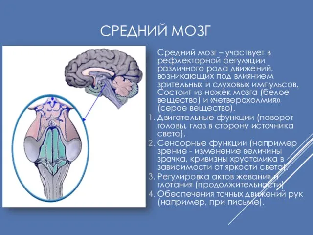 СРЕДНИЙ МОЗГ Средний мозг – участвует в рефлекторной регуляции различного рода