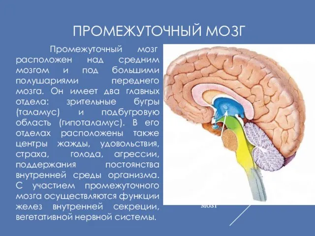 ПРОМЕЖУТОЧНЫЙ МОЗГ Промежуточный мозг расположен над средним мозгом и под большими