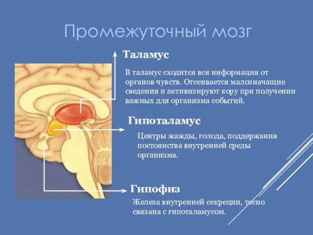 Промежуточный мозг Таламус В таламус сходится вся информация от органов чувств.