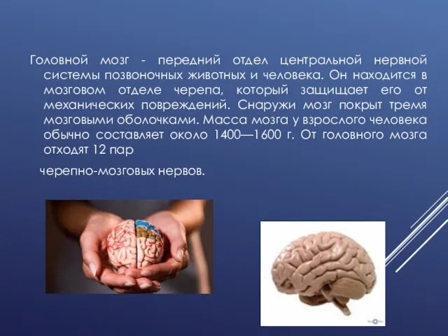 Головной мозг - передний отдел центральной нервной системы позвоночных животных и