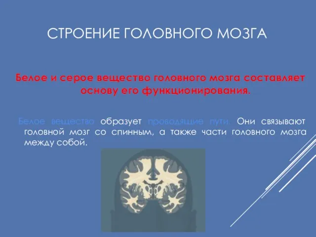 СТРОЕНИЕ ГОЛОВНОГО МОЗГА Белое и серое вещество головного мозга составляет основу