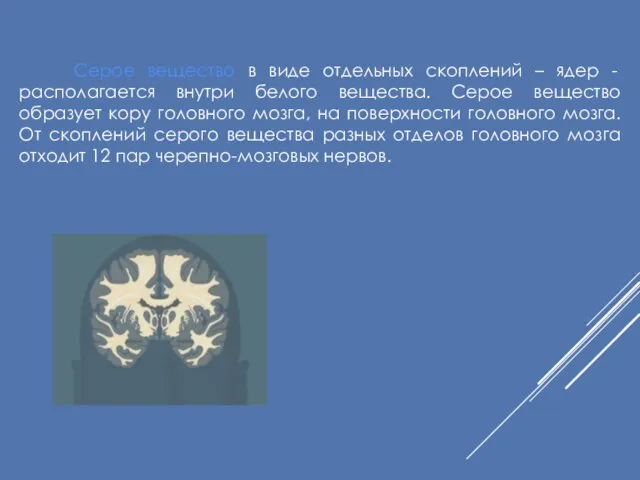 Серое вещество в виде отдельных скоплений – ядер - располагается внутри