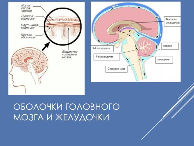 ОБОЛОЧКИ ГОЛОВНОГО МОЗГА И ЖЕЛУДОЧКИ