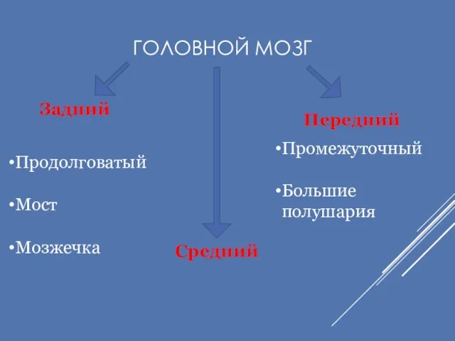 ГОЛОВНОЙ МОЗГ Задний Средний Передний Продолговатый Мост Мозжечка Промежуточный Большие полушария