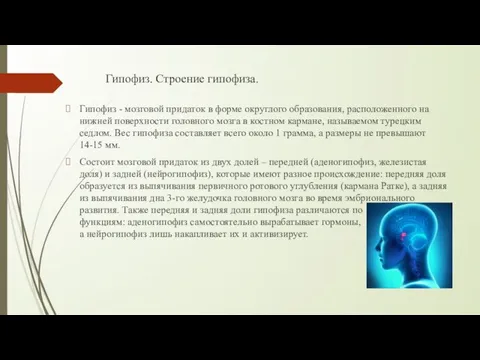 Гипофиз. Строение гипофиза. Гипофиз - мозговой придаток в форме округлого образования,