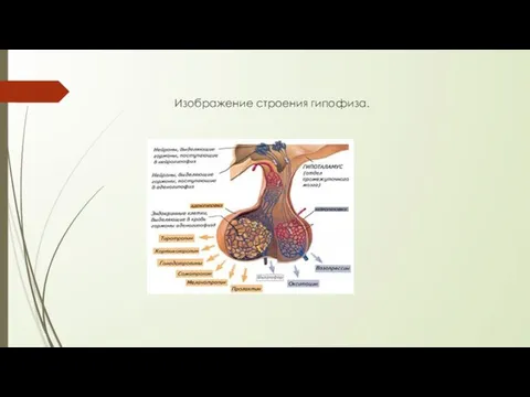 Изображение строения гипофиза.