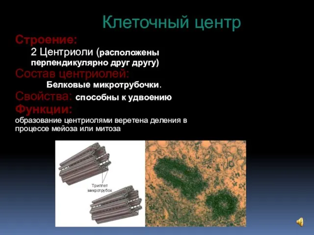 Строение: 2 Центриоли (расположены перпендикулярно друг другу) Состав центриолей: Белковые микротрубочки.