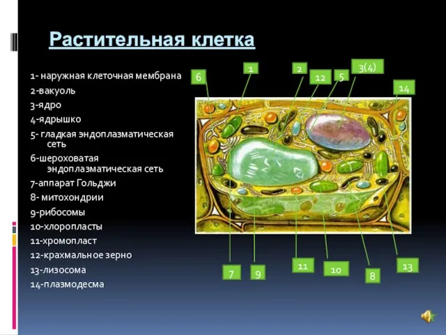 Растительная клетка 1- наружная клеточная мембрана 2-вакуоль 3-ядро 4-ядрышко 5- гладкая