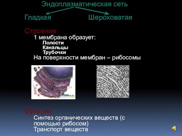Эндоплазматическая сеть Гладкая Шероховатая Строение 1 мембрана образует: Полости Канальцы Трубочки
