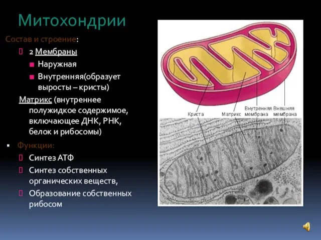 Митохондрии Состав и строение: 2 Мембраны Наружная Внутренняя(образует выросты – кристы)