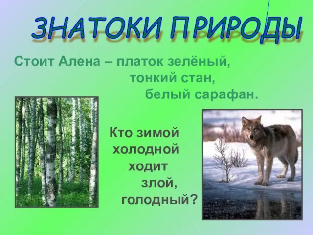 ЗНАТОКИ ПРИРОДЫ Стоит Алена – платок зелёный, тонкий стан, белый сарафан.