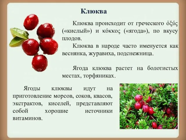 Клюква происходит от греческого ὀξύς («кислый») и κόκκος («ягода»), по вкусу