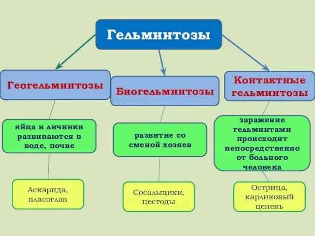 Гельминтозы Геогельминтозы Биогельминтозы Контактные гельминтозы заражение гельминтами происходит непосредственно от больного