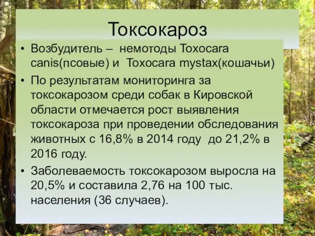 Токсокароз Возбудитель – немотоды Toxocara canis(псовые) и Toxocara mystax(кошачьи) По результатам