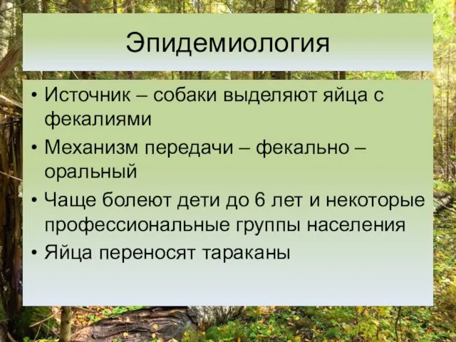 Эпидемиология Источник – собаки выделяют яйца с фекалиями Механизм передачи –